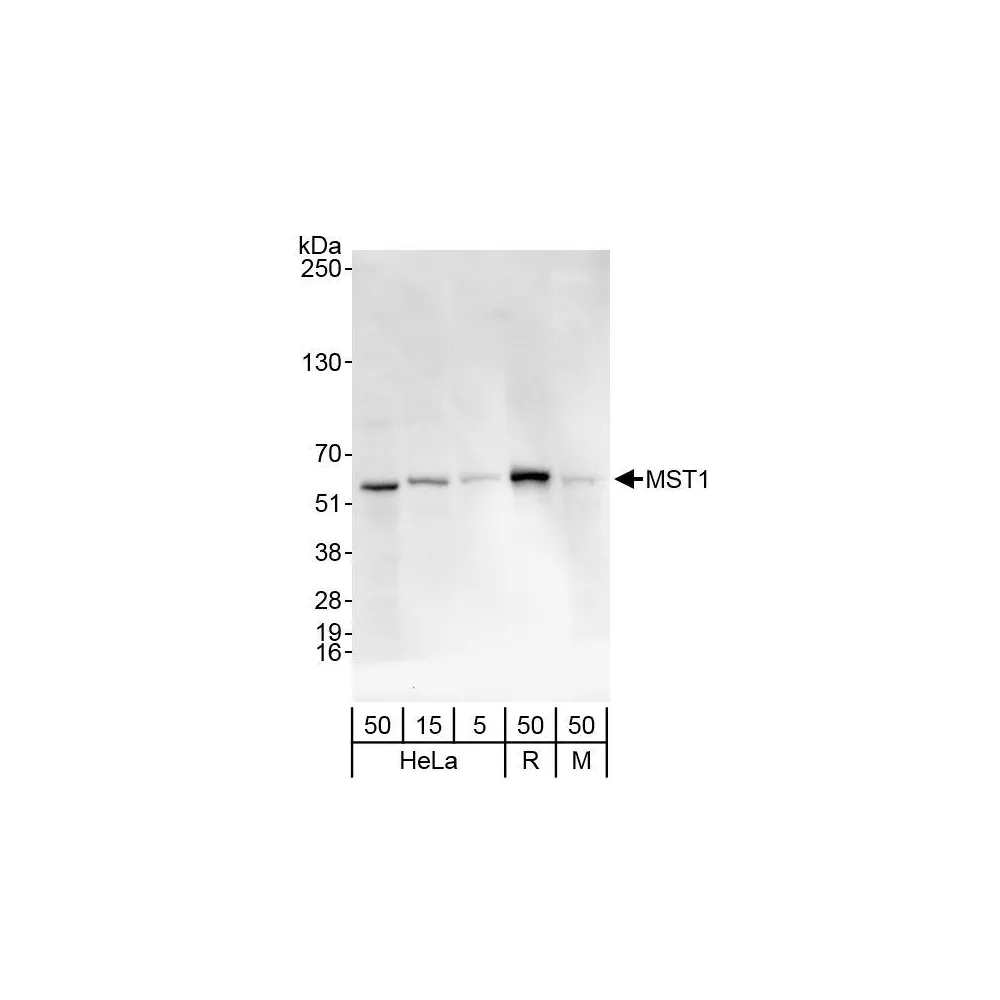 Rabbit anti-MST1/STK4 Antibody, Affinity Purified