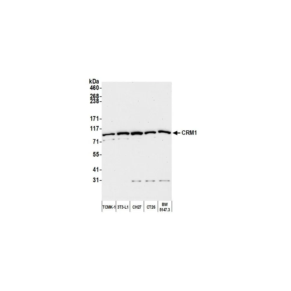 Rabbit anti-CRM1 Antibody, Affinity Purified