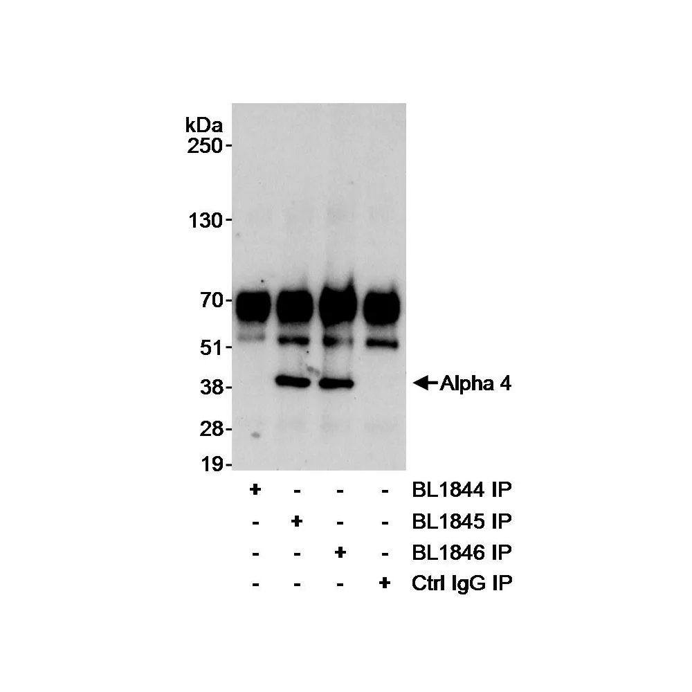 Rabbit anti-Alpha-4 Antibody, Affinity Purified