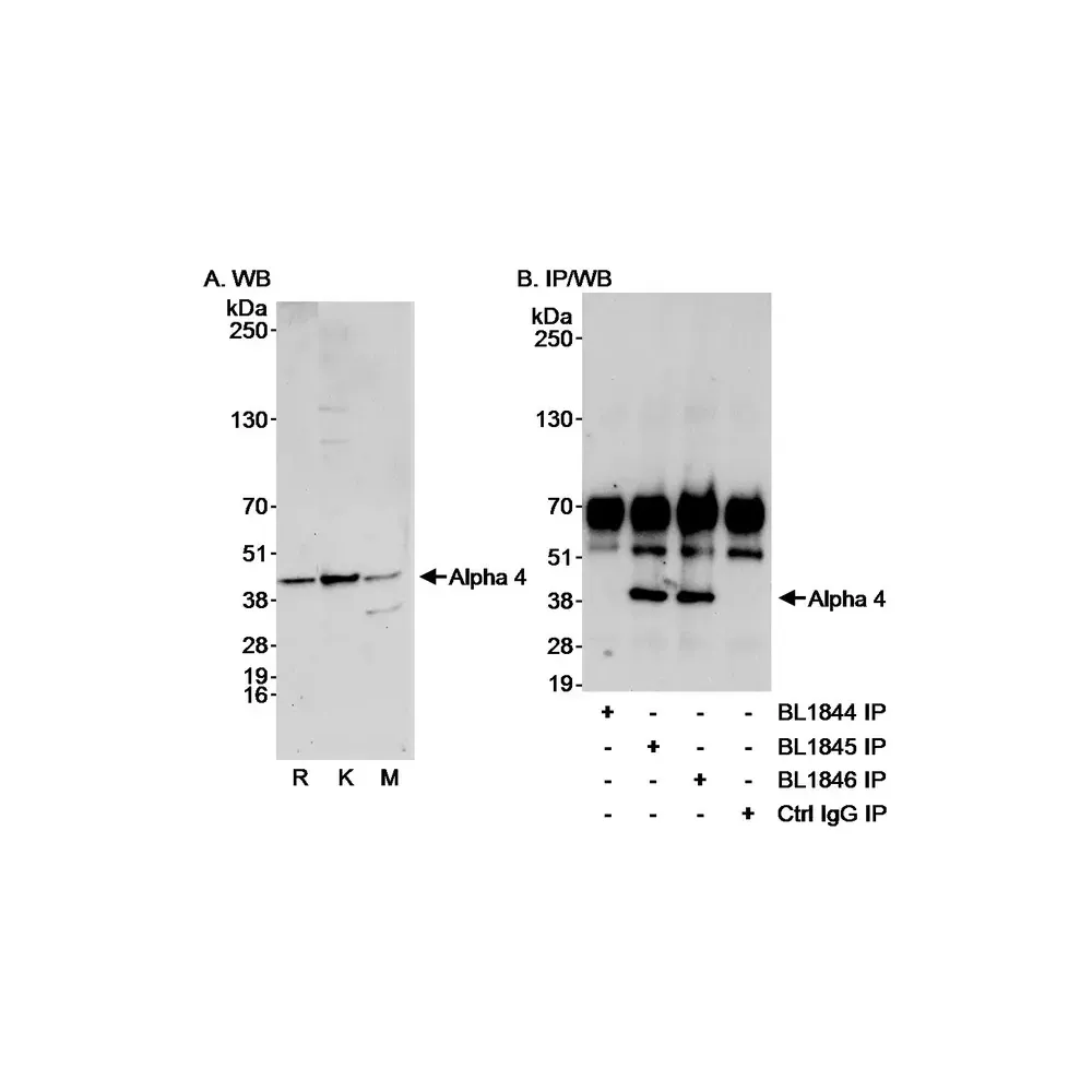 Rabbit anti-Alpha-4 Antibody, Affinity Purified