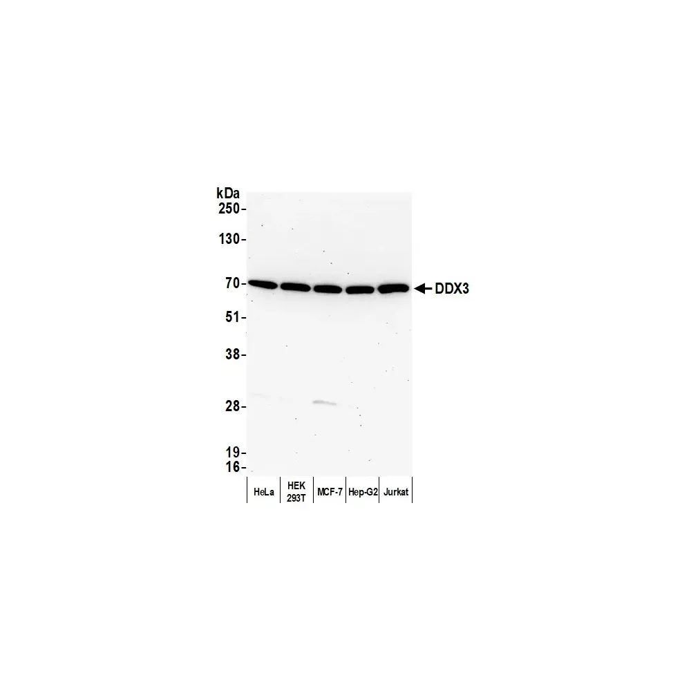 Rabbit anti-DDX3 Antibody, Affinity Purified