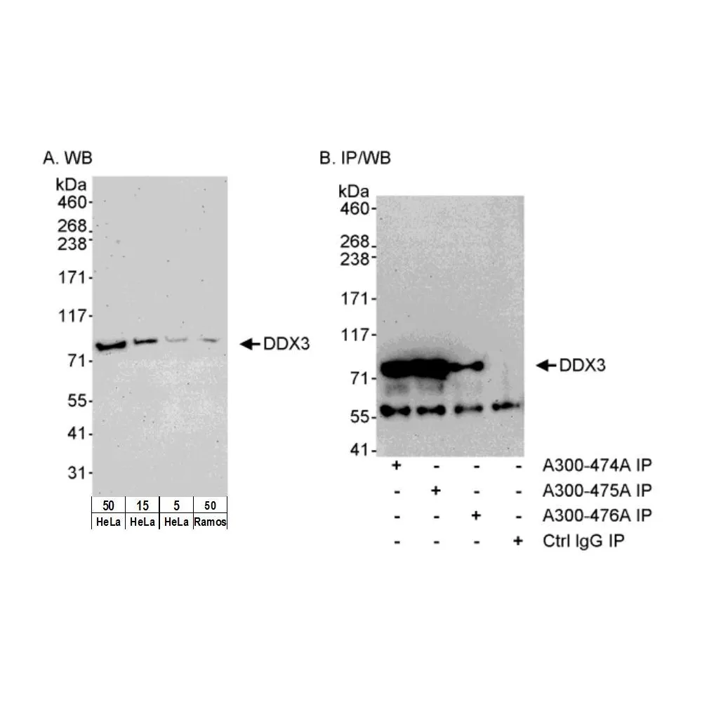 Rabbit anti-DDX3 Antibody, Affinity Purified