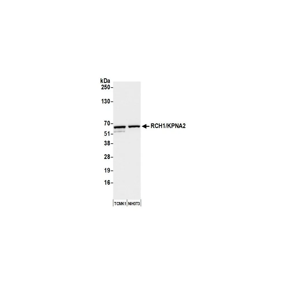 Rabbit anti-RCH1/KPNA2 Antibody, Affinity Purified