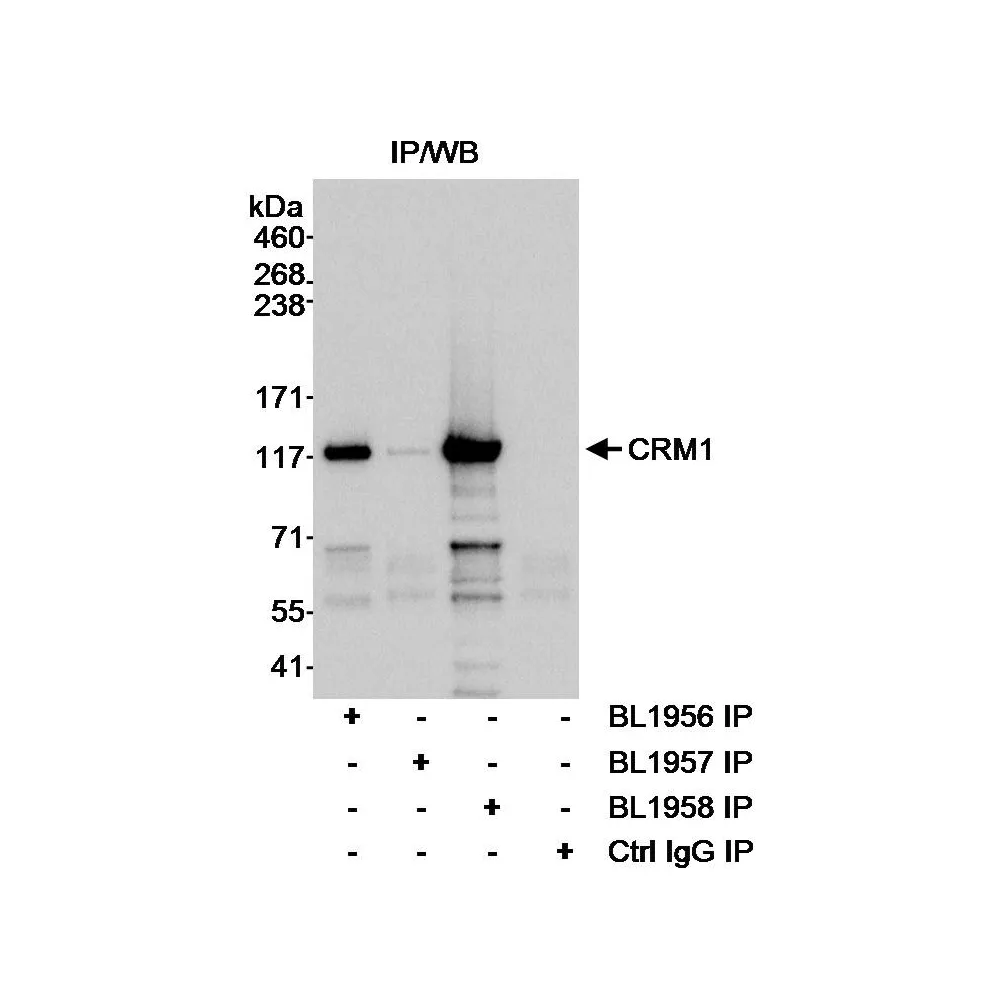 Rabbit anti-CRM1 Antibody, Affinity Purified