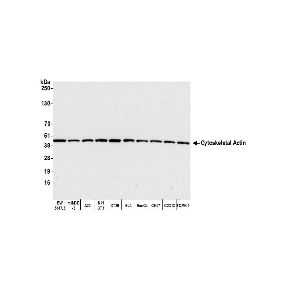 Rabbit anti-beta Actin Antibody, Affinity Purified