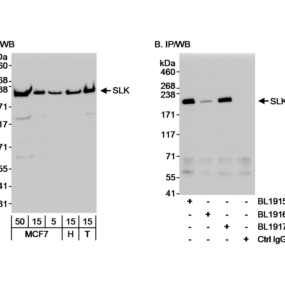 Rabbit anti-SLK Antibody, Affinity Purified