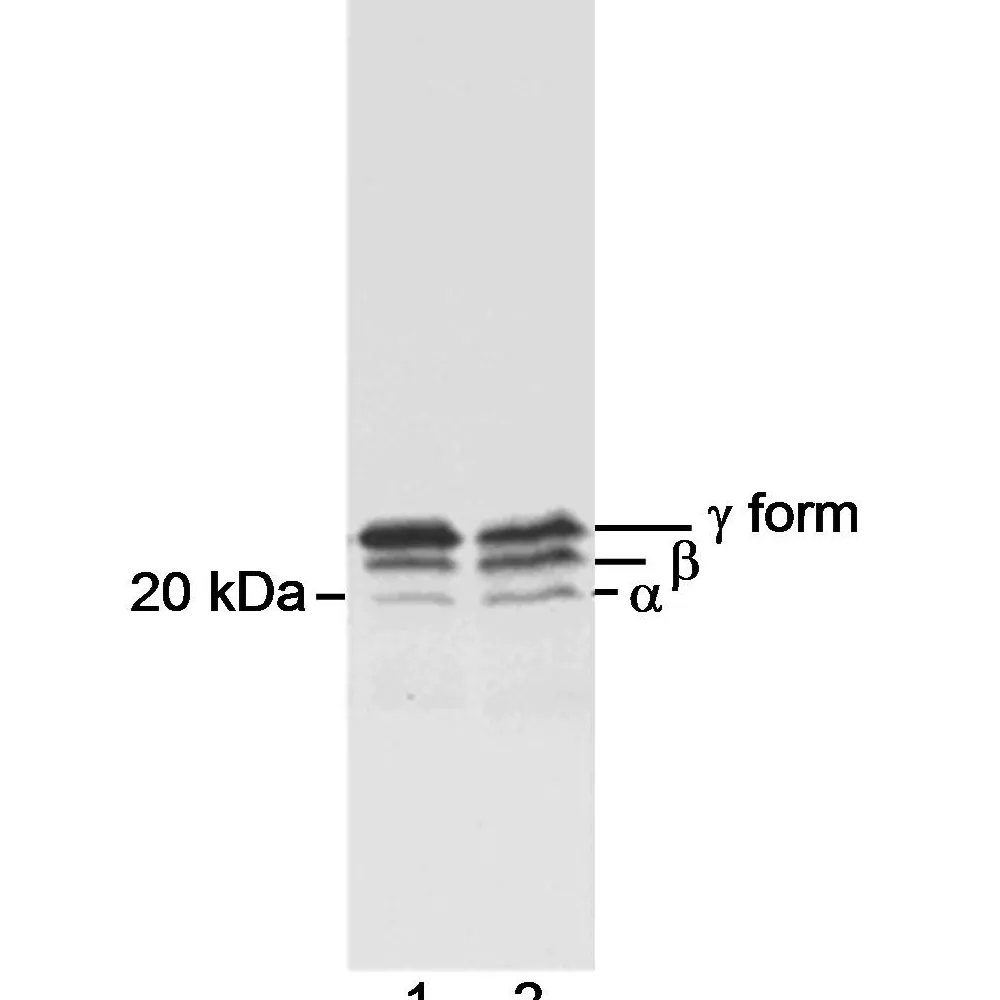 Rabbit anti-4EBP1 Antibody, Affinity Purified