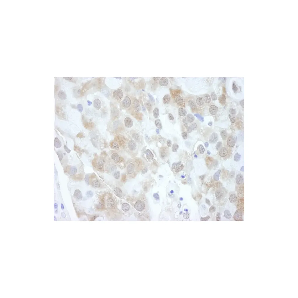 Rabbit anti-4EBP1 Antibody, Affinity Purified