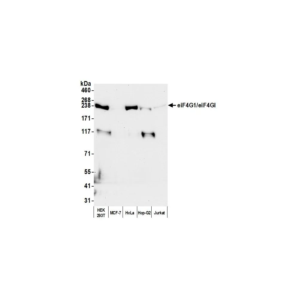 Rabbit anti-eIF4G1/eIF4GI Antibody, Affinity Purified