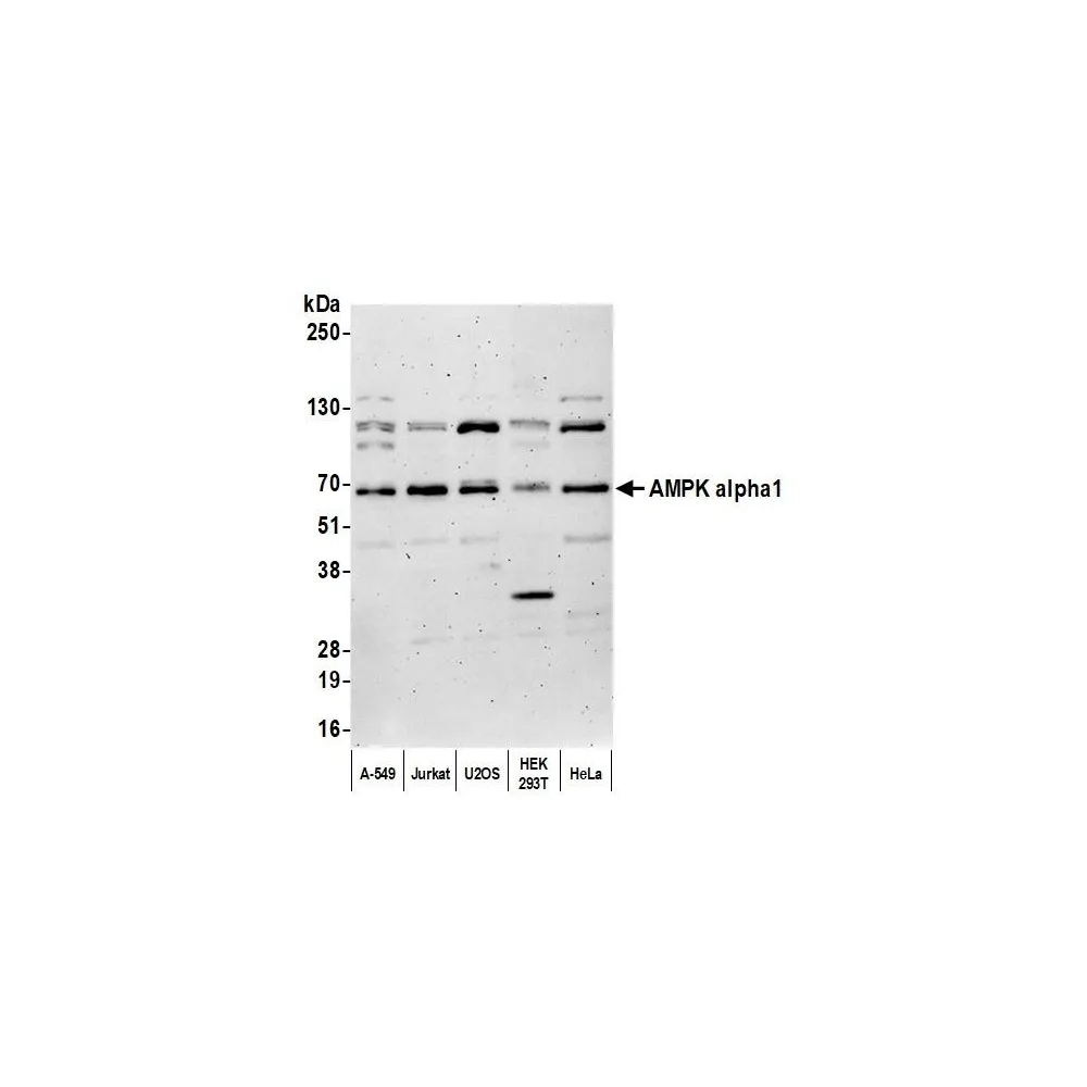 Rabbit anti-AMPK alpha 1 Antibody, Affinity Purified