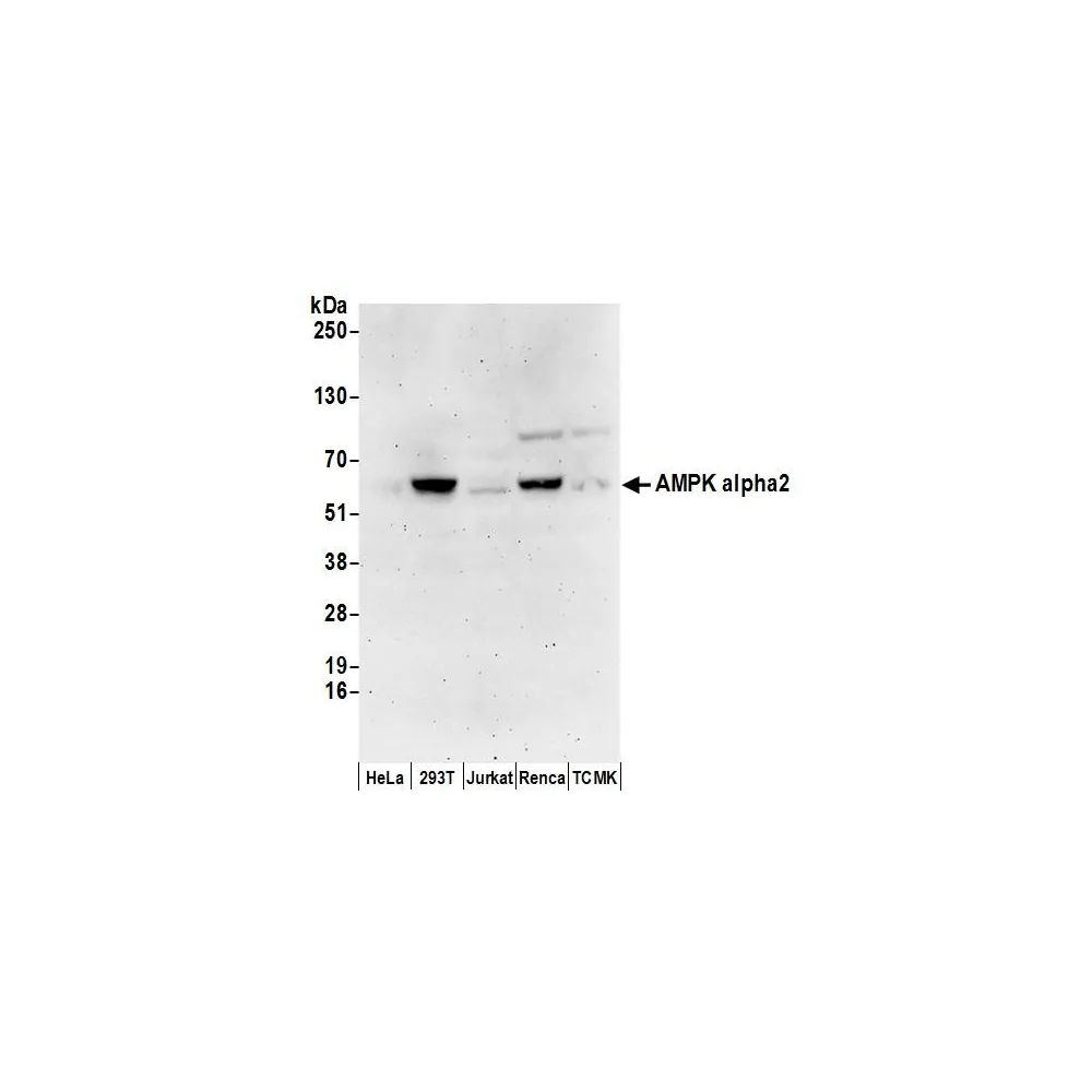 Rabbit anti-AMPK alpha 2 Antibody, Affinity Purified
