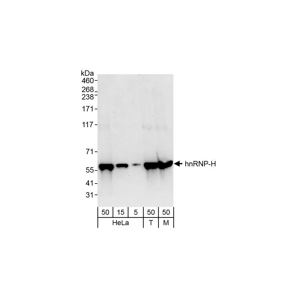 Rabbit anti-hnRNP-H Antibody, Affinity Purified