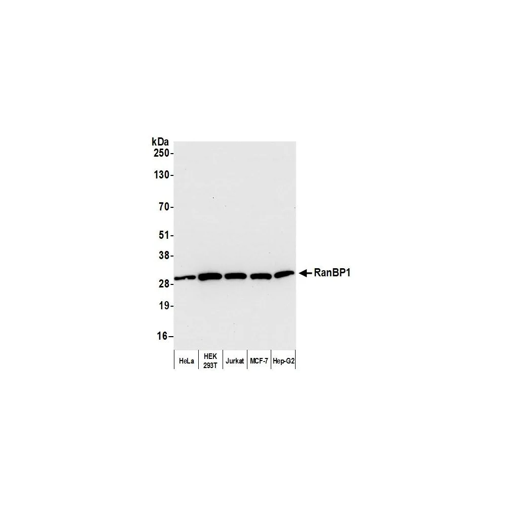 Rabbit anti-RanBP1 Antibody, Affinity Purified
