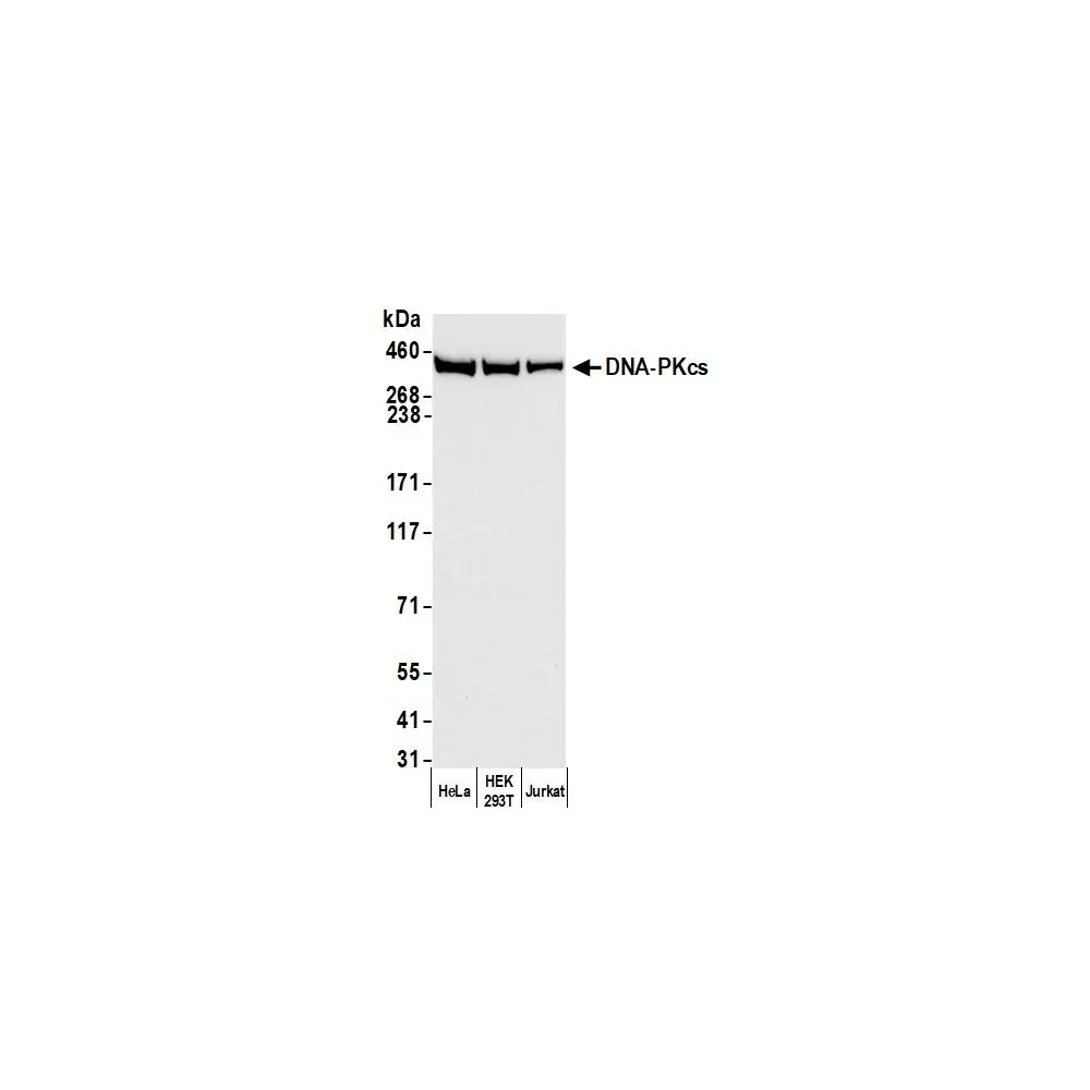 Rabbit anti-DNA-PKcs Antibody, Affinity Purified