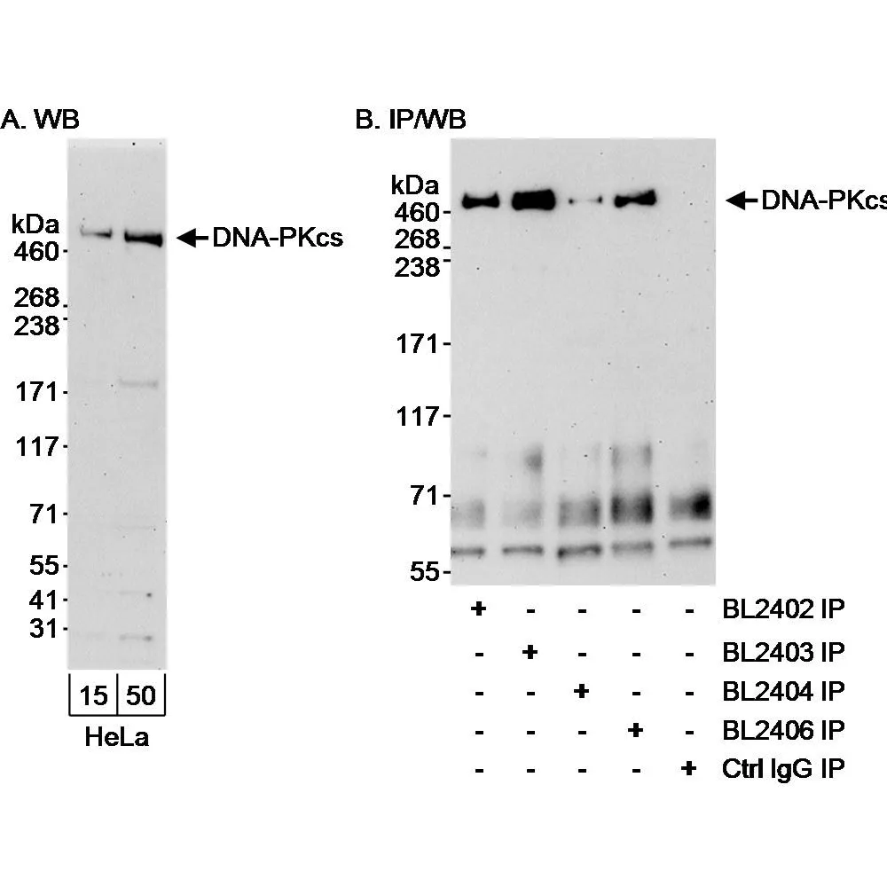 Rabbit anti-DNA-PKcs Antibody, Affinity Purified
