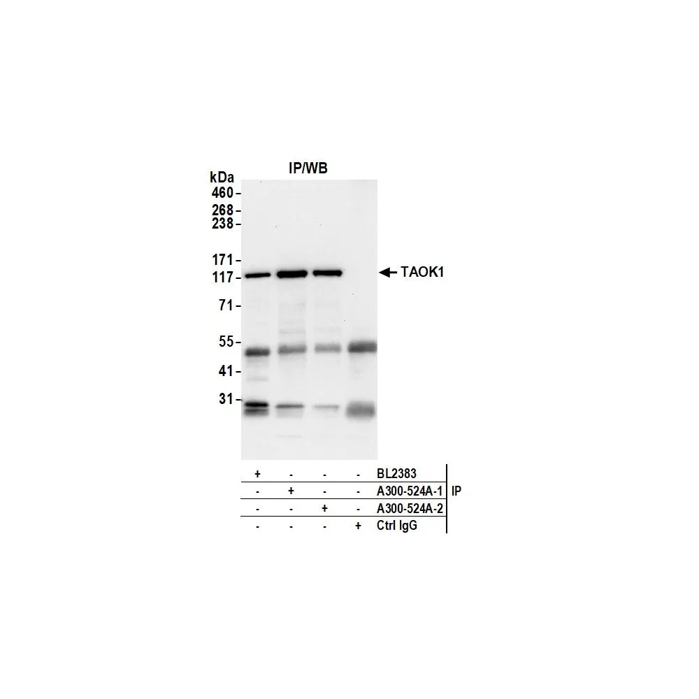 Rabbit anti-TAOK1 Antibody, Affinity Purified