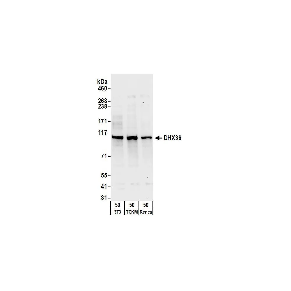 Rabbit anti-DHX36 Antibody, Affinity Purified