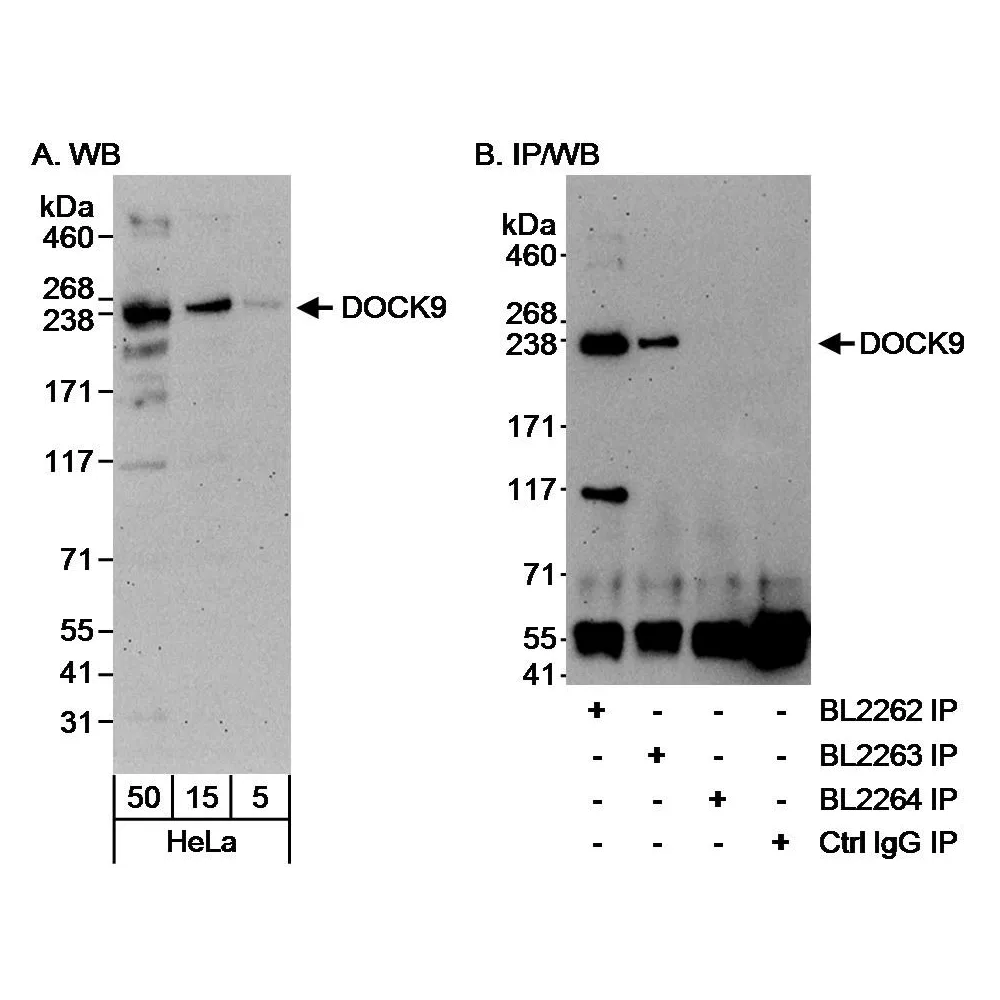 Rabbit anti-DOCK9 Antibody, Affinity Purified