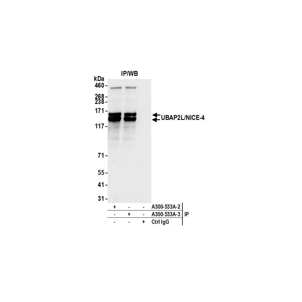 Rabbit anti-UBAP2L/NICE4 Antibody, Affinity Purified