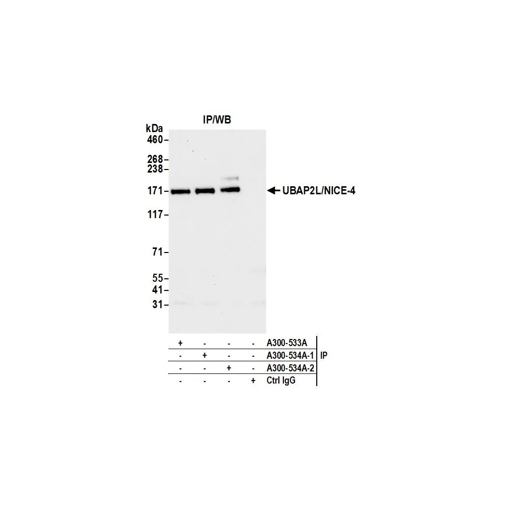 Rabbit anti-UBAP2L/NICE4 Antibody, Affinity Purified