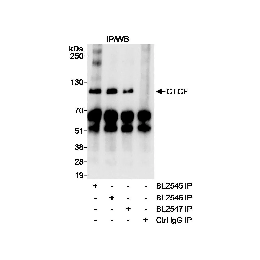 Rabbit anti-CTCF Antibody, Affinity Purified