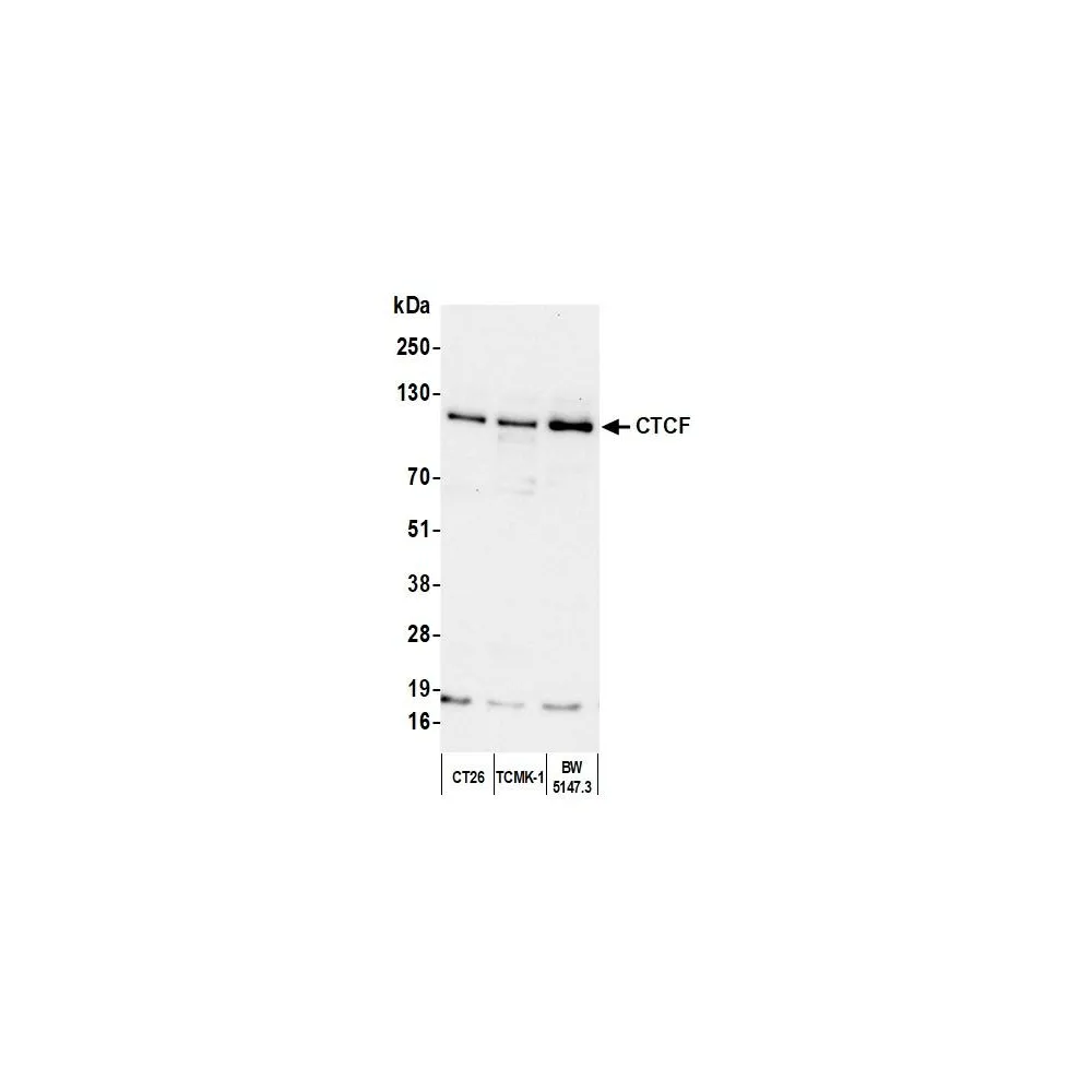 Rabbit anti-CTCF Antibody, Affinity Purified