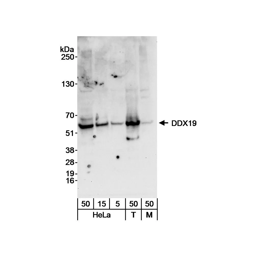 Rabbit anti-DDX19 Antibody, Affinity Purified