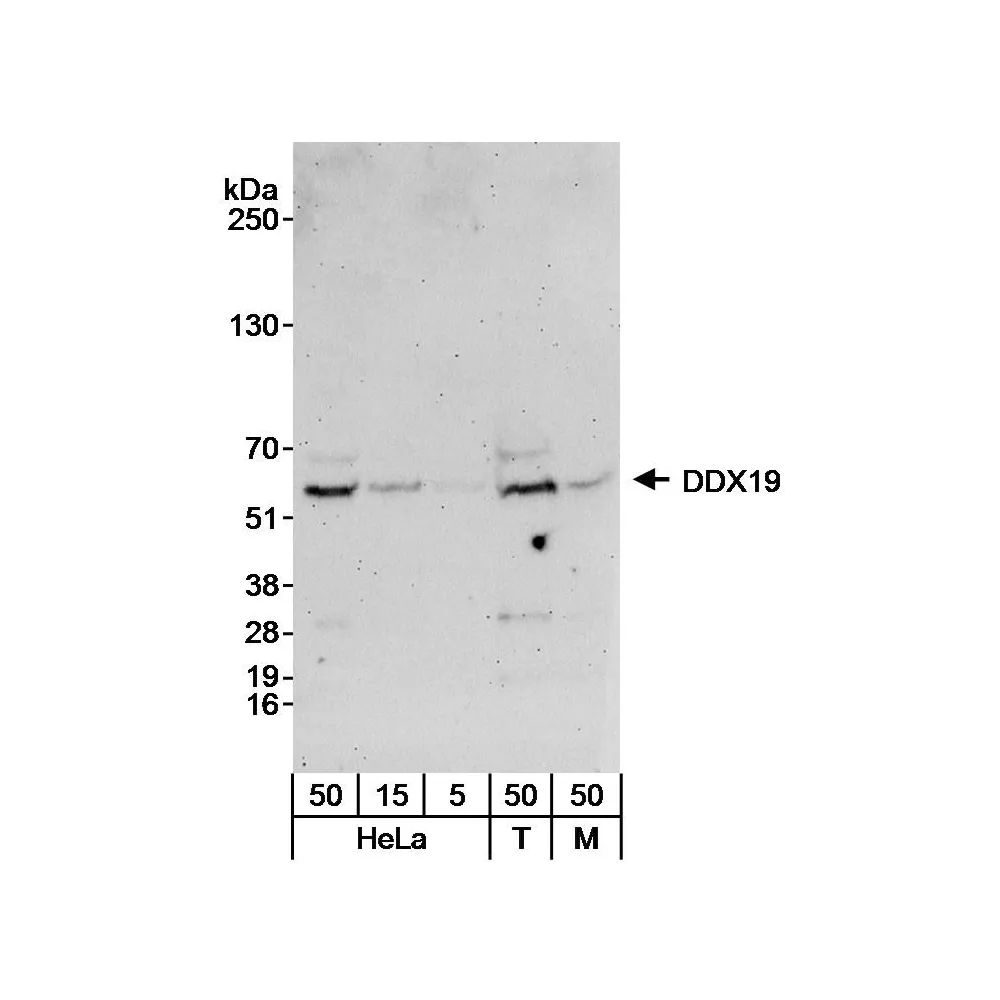 Rabbit anti-DDX19 Antibody, Affinity Purified