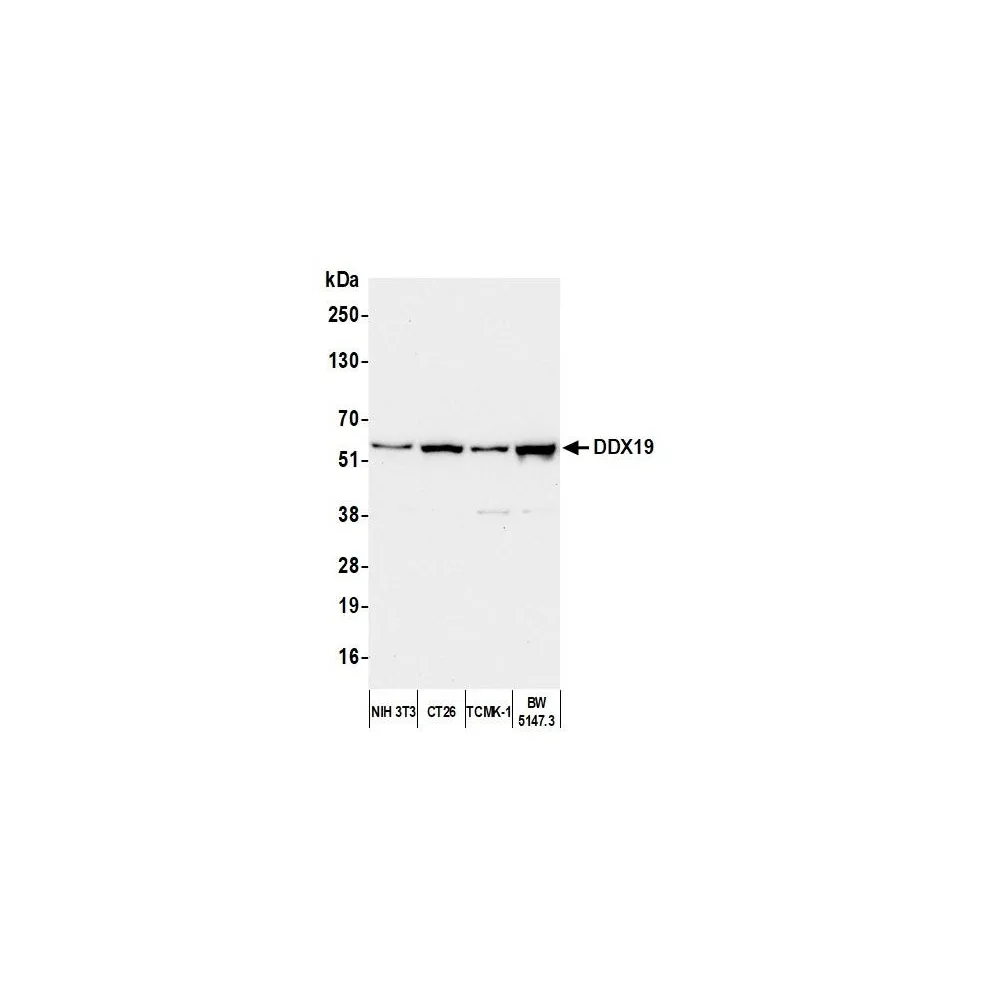 Rabbit anti-DDX19 Antibody, Affinity Purified