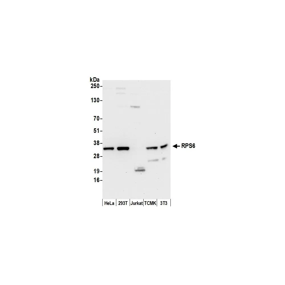 Rabbit anti-RPS6 Antibody, Affinity Purified