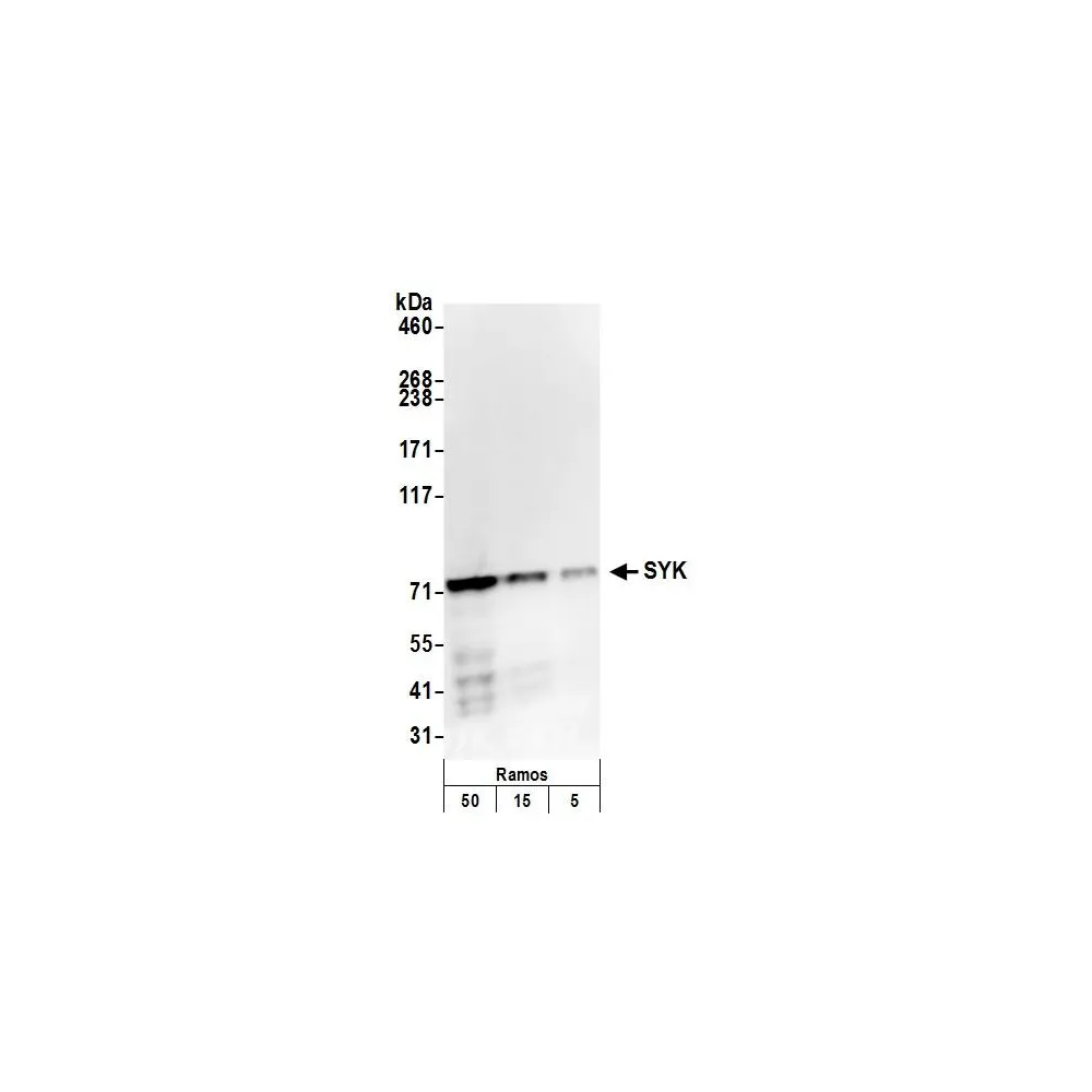 Rabbit anti-SYK Antibody, Affinity Purified