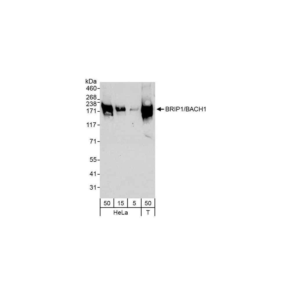 Rabbit anti-BRIP1/BACH1 Antibody, Affinity Purified