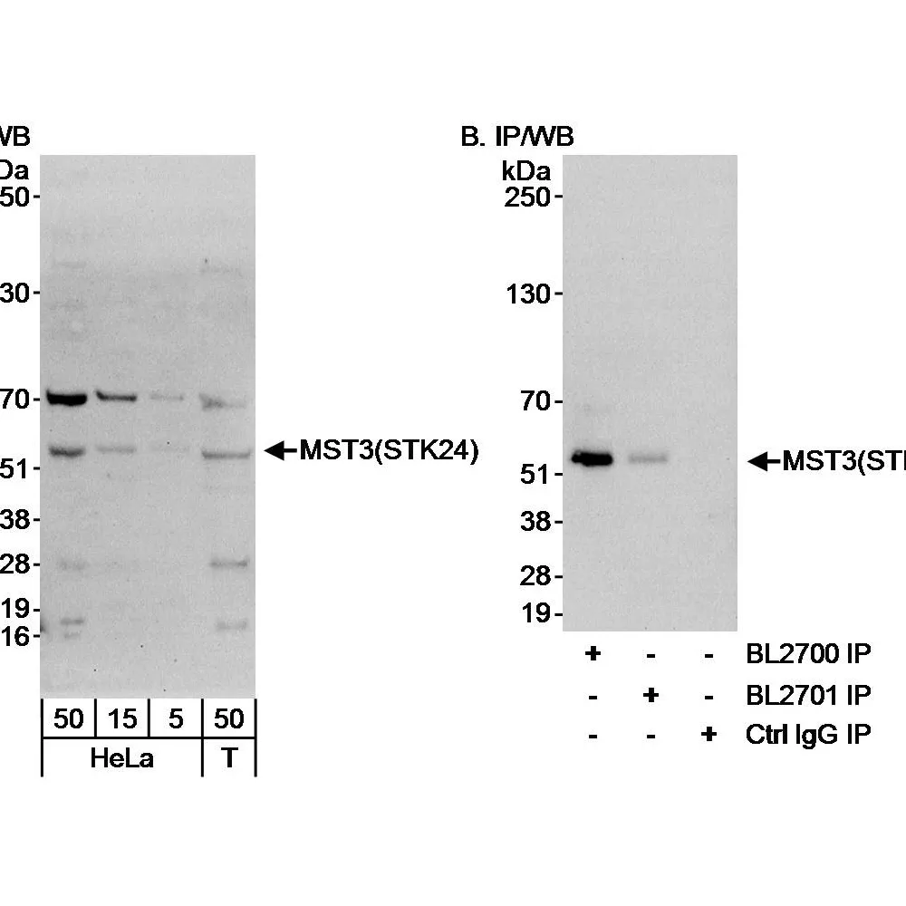 Rabbit anti-MST3/STK24 Antibody, Affinity Purified