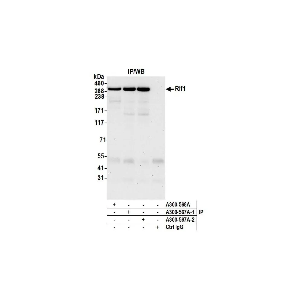Rabbit anti-RIF1 Antibody, Affinity Purified