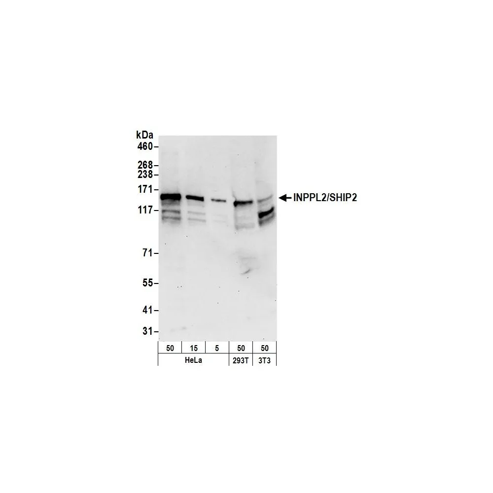 Rabbit anti-INPPL1/SHIP2 Antibody, Affinity Purified