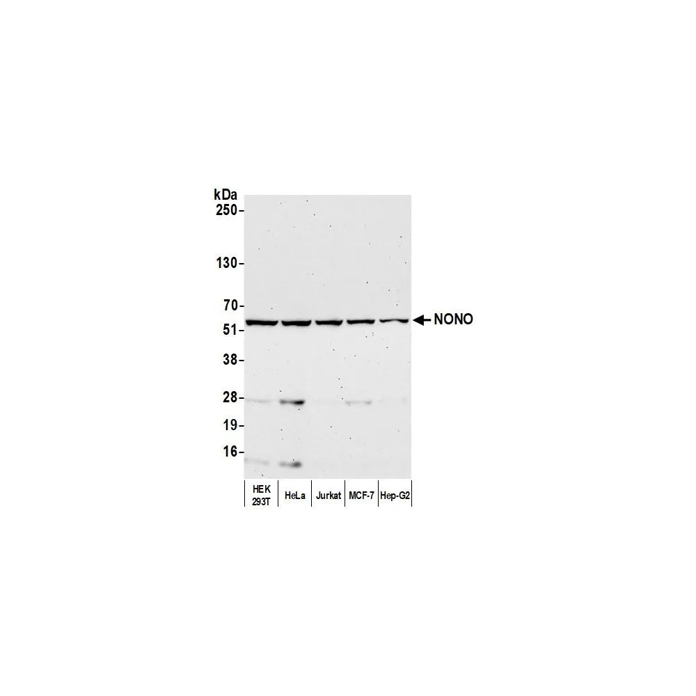 Rabbit anti-NONO Antibody, Affinity Purified