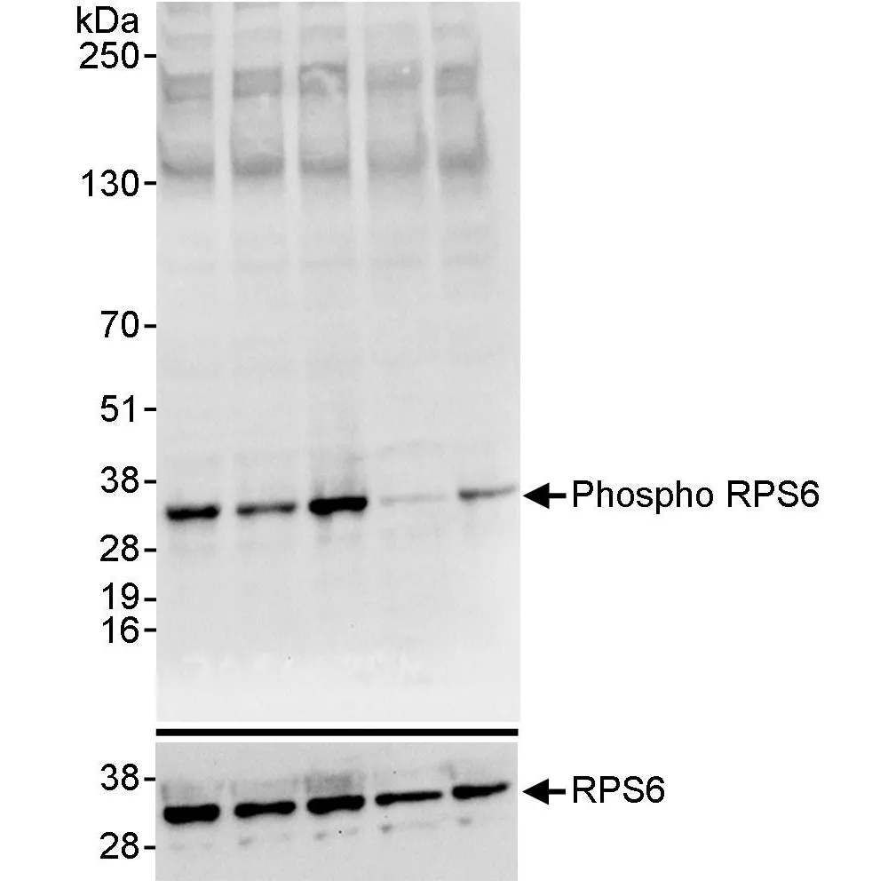 Rabbit anti-Phospho RPS6 (S235/236) Antibody, Affinity Purified