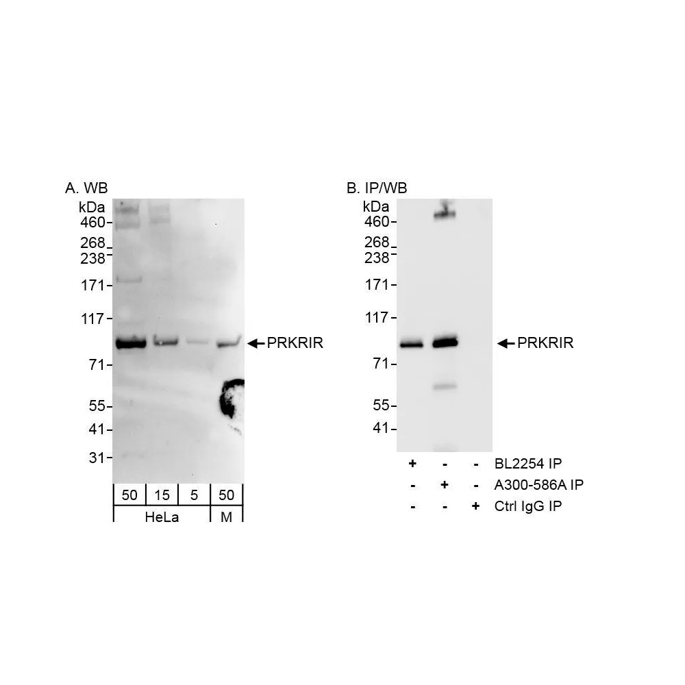 Rabbit anti-PRKRIR Antibody, Affinity Purified