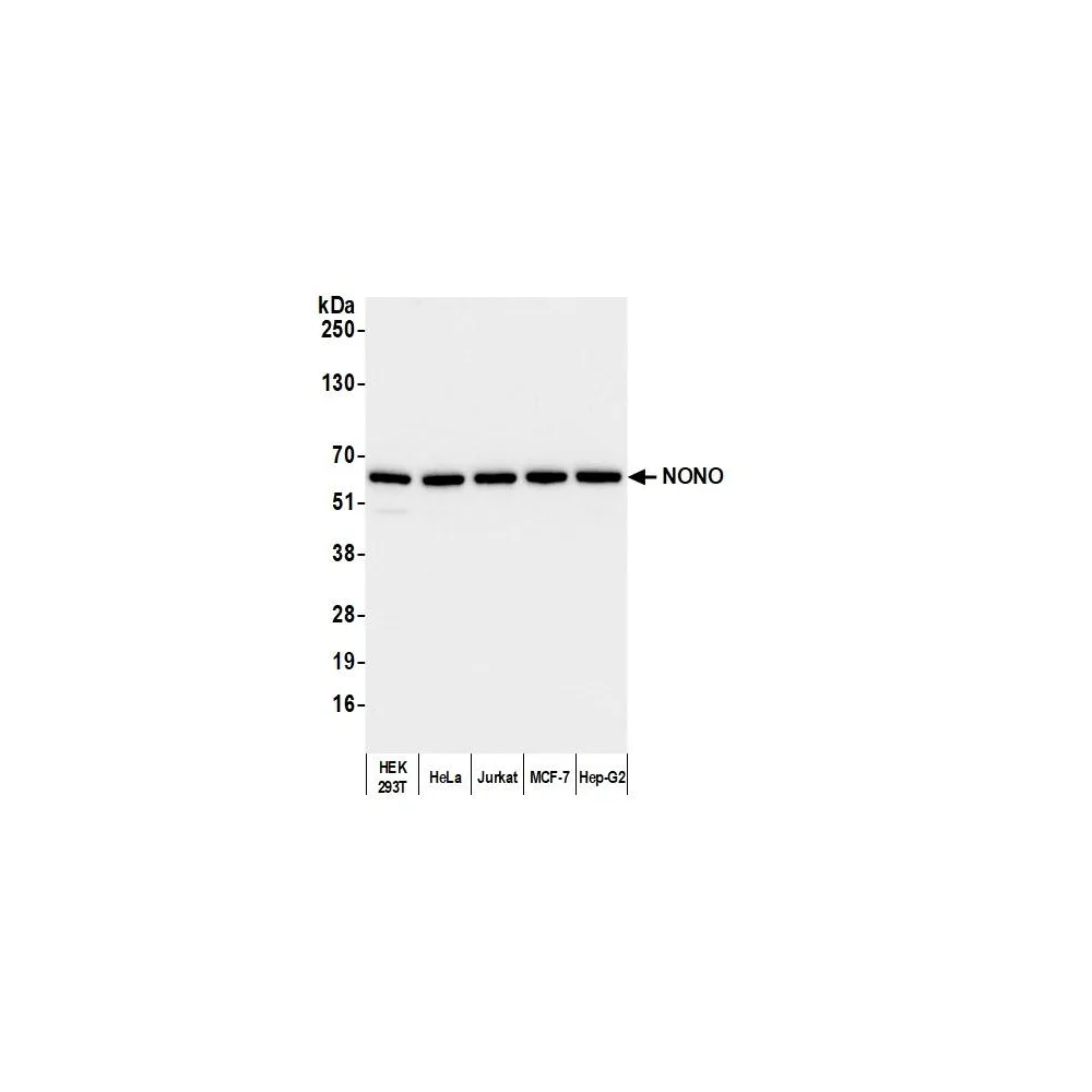 Rabbit anti-NONO Antibody, Affinity Purified
