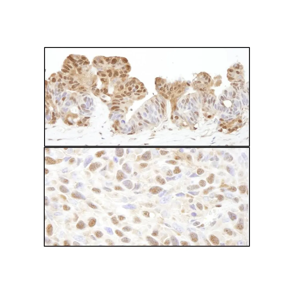 Rabbit anti-VCP Antibody, Affinity Purified