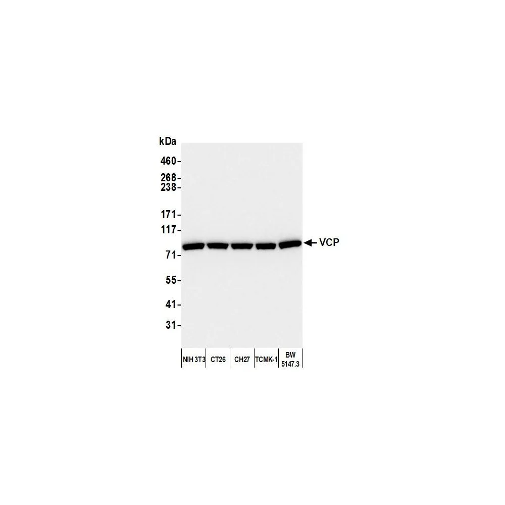 Rabbit anti-VCP Antibody, Affinity Purified