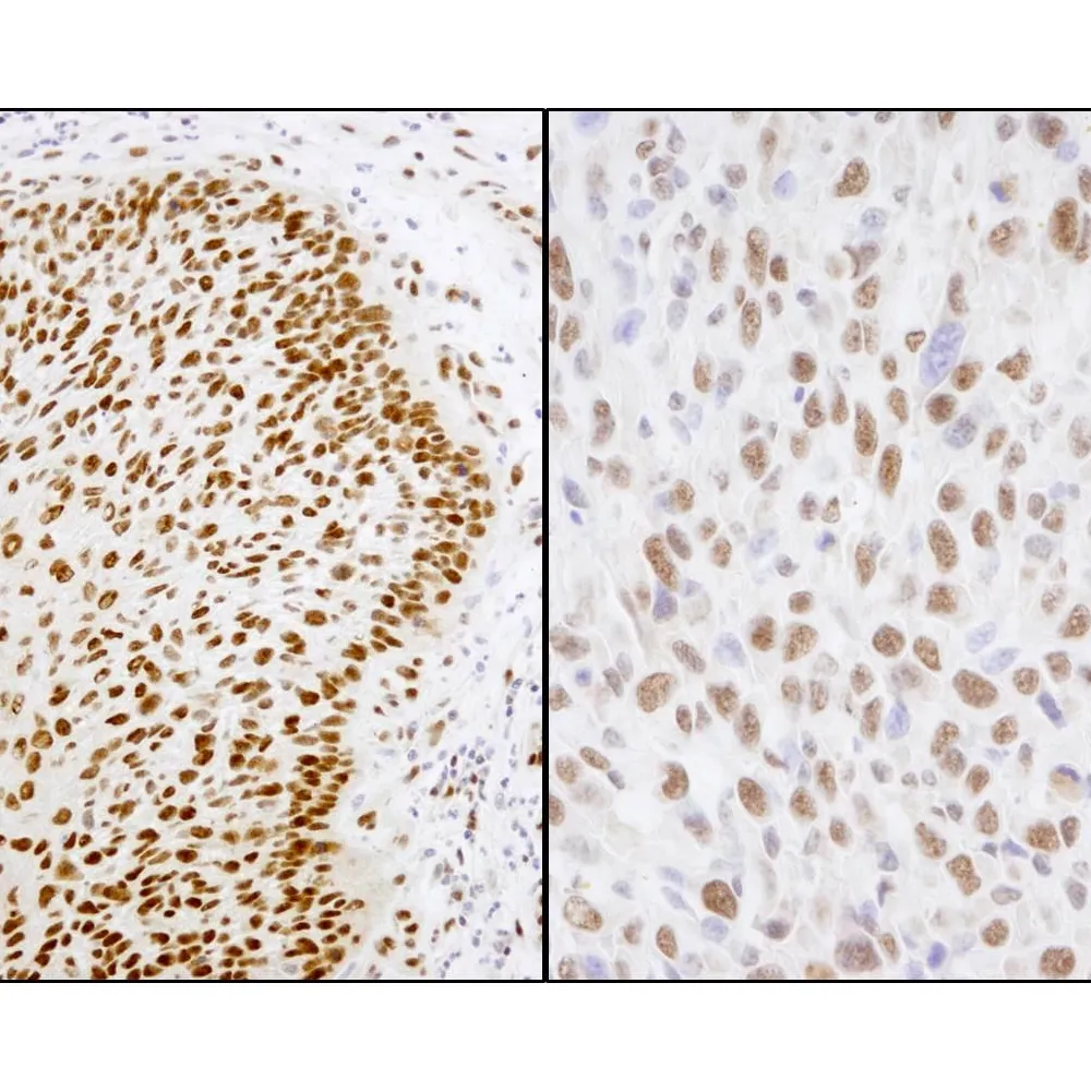 Rabbit anti-Matrin 3 Antibody, Affinity Purified