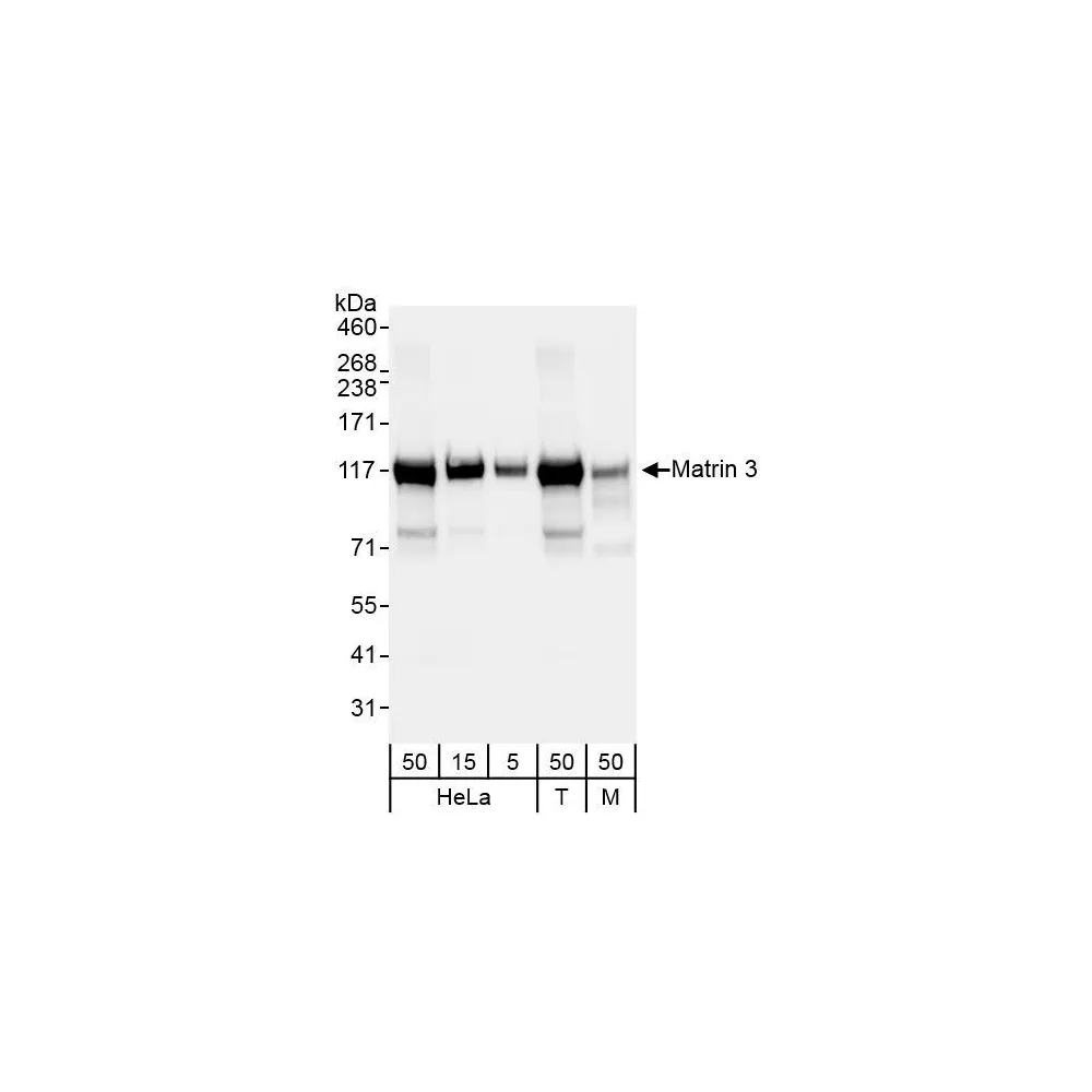 Rabbit anti-Matrin 3 Antibody, Affinity Purified
