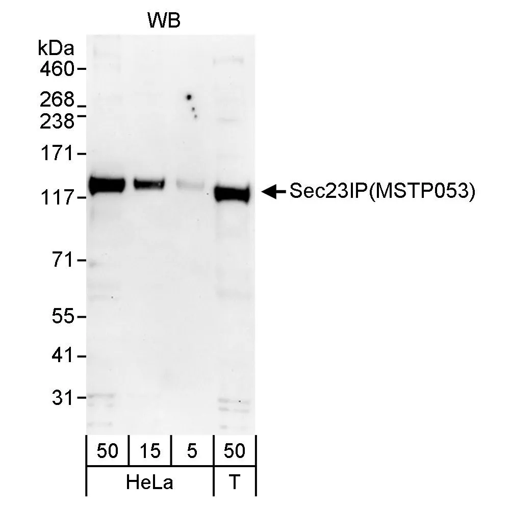 Rabbit anti-Sec23IP/MSTP053 Antibody, Affinity Purified