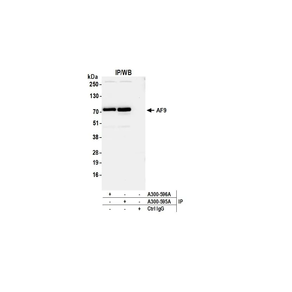 Rabbit anti-AF9 Antibody, Affinity Purified