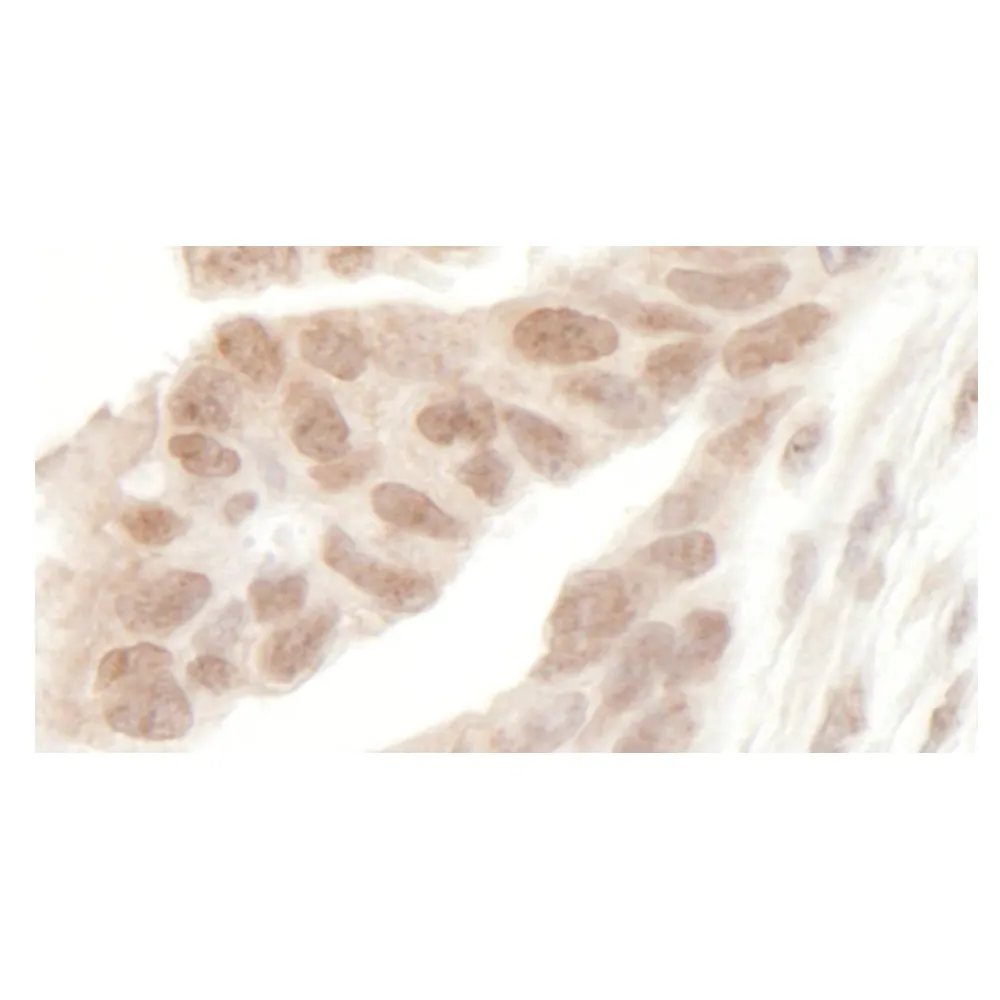 Rabbit anti-AF9 Antibody, Affinity Purified