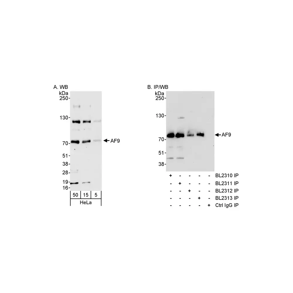 Rabbit anti-AF9 Antibody, Affinity Purified