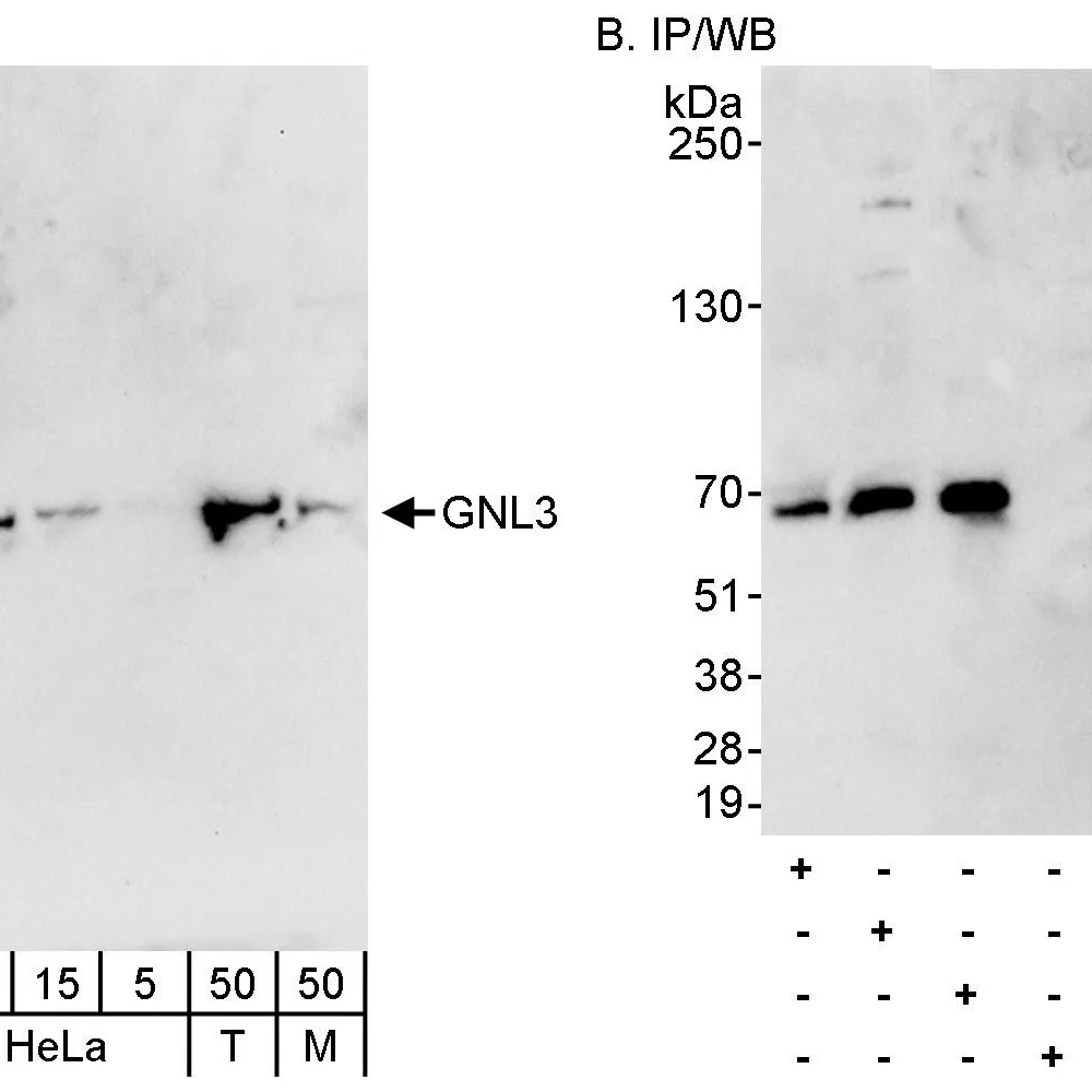 Rabbit anti-GNL3 Antibody, Affinity Purified