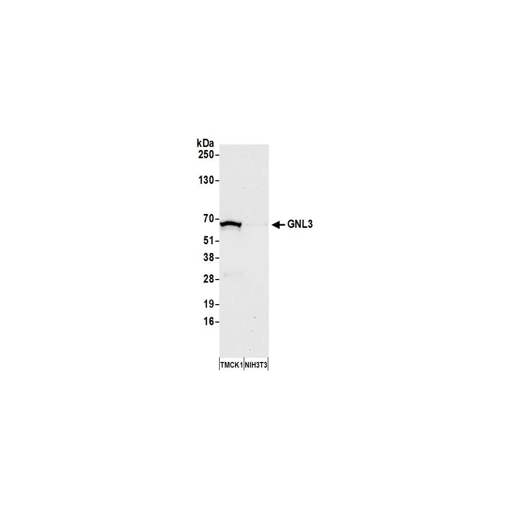 Rabbit anti-GNL3 Antibody, Affinity Purified