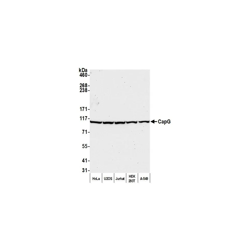 Rabbit anti-CAP-G Antibody, Affinity Purified
